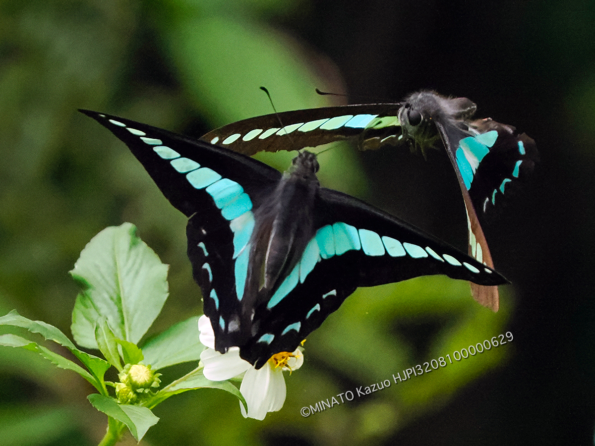 アオスジアゲハ