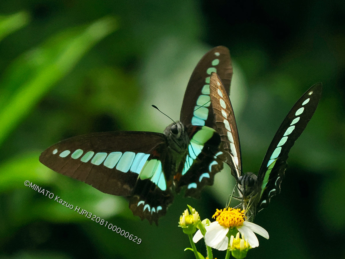 アオスジアゲハ