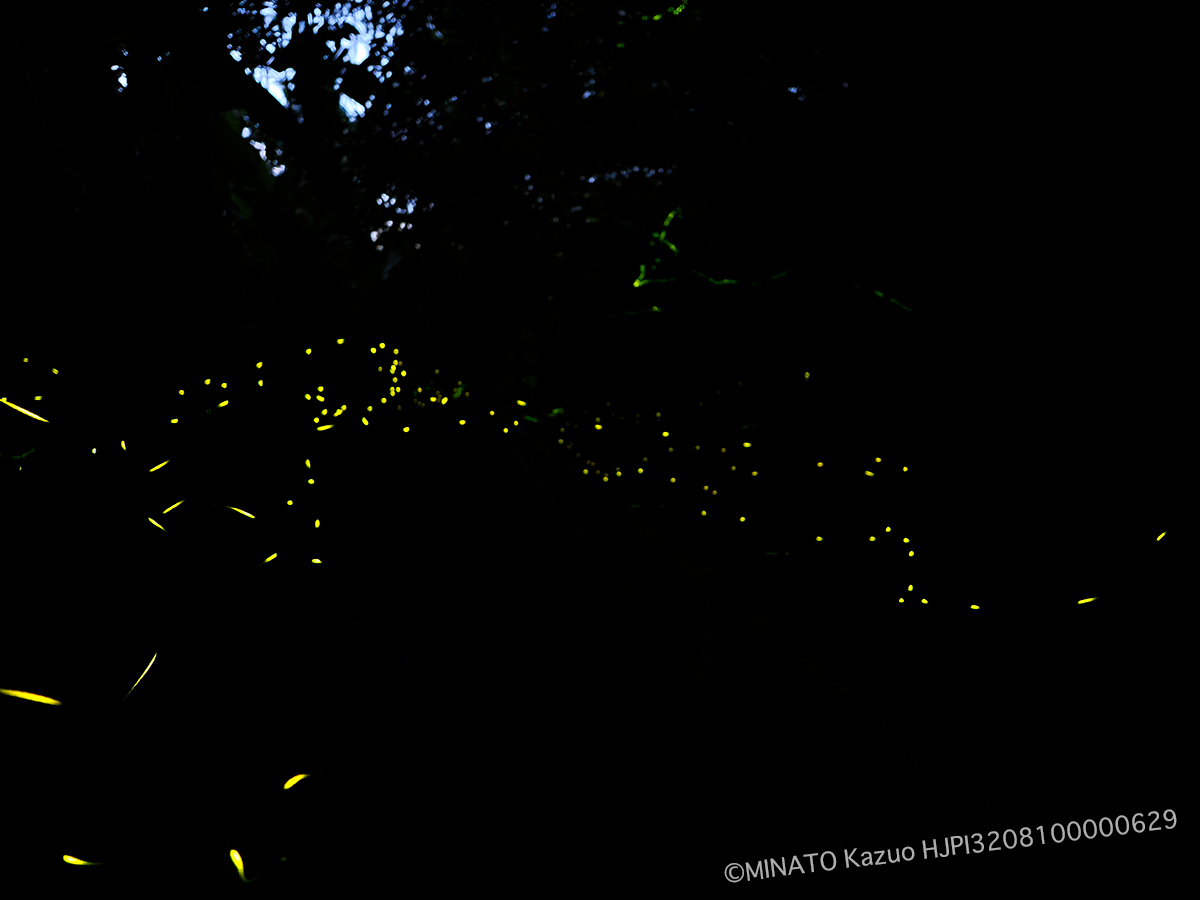 クロイワボタル