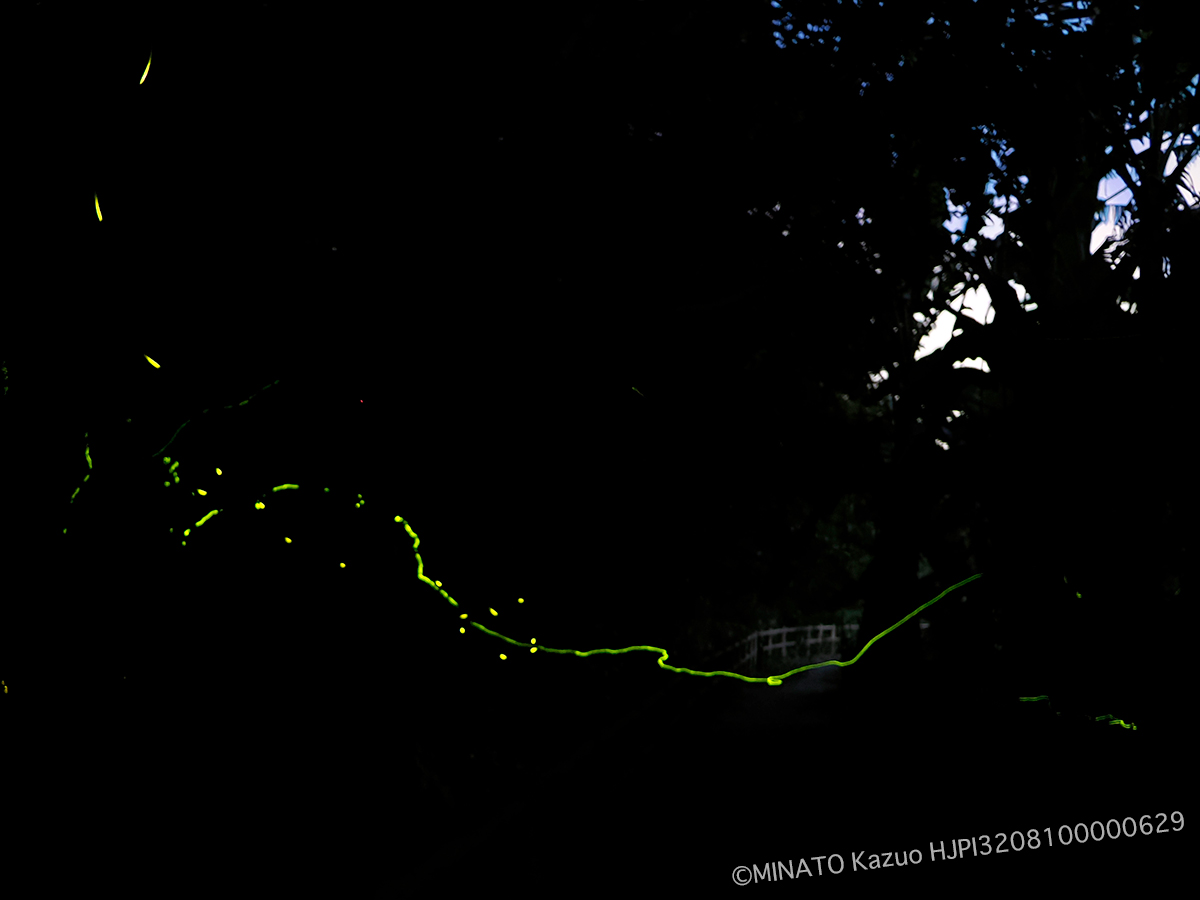 クロイワボタルとオキナワスジボタル