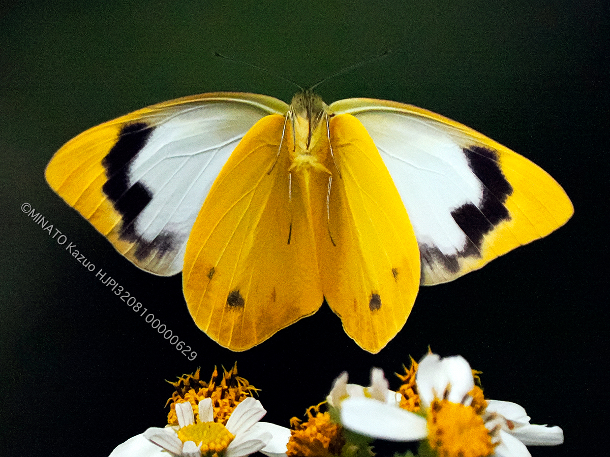 ナミエシロチョウ雌