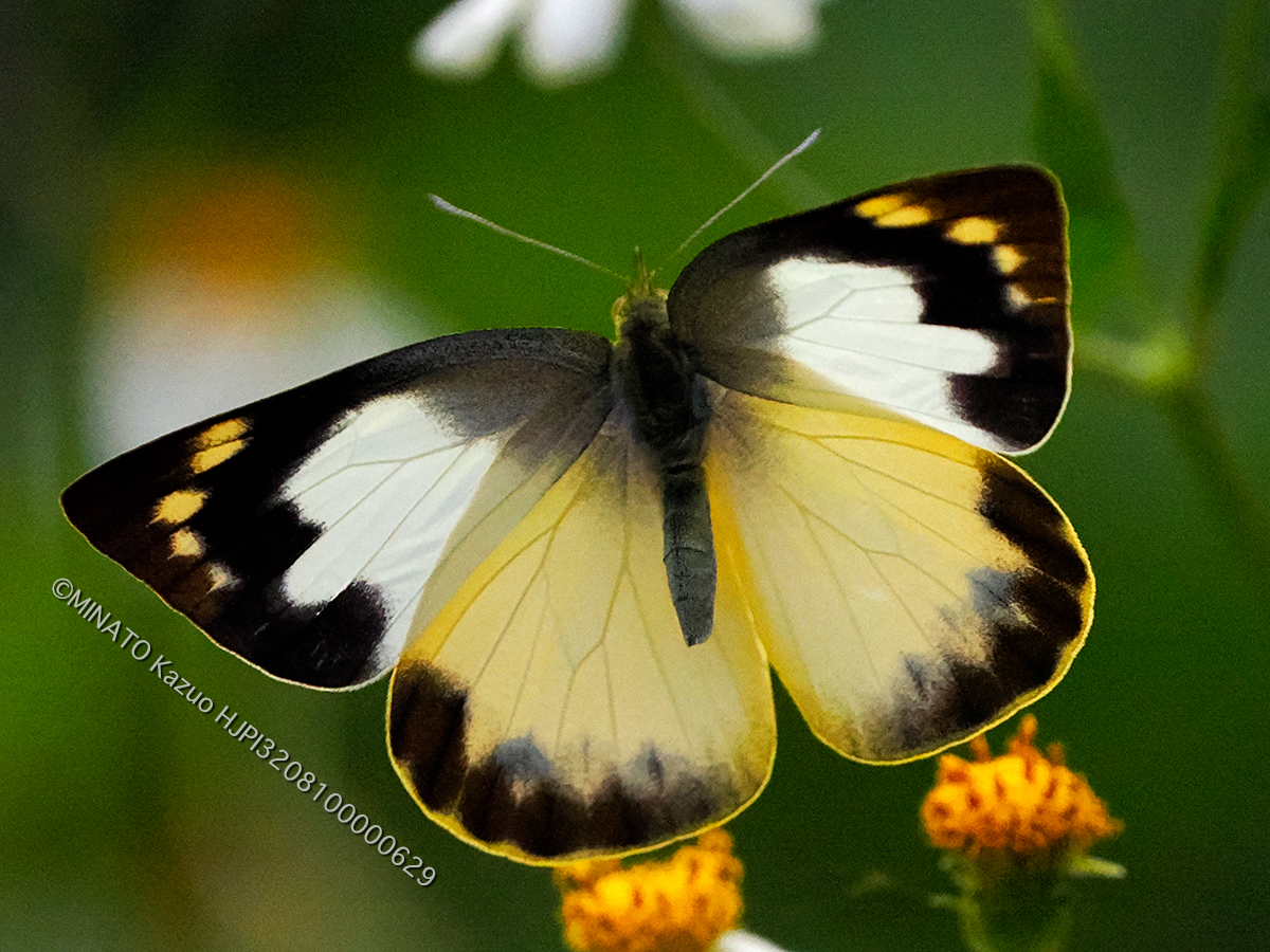 ナミエシロチョウ雌