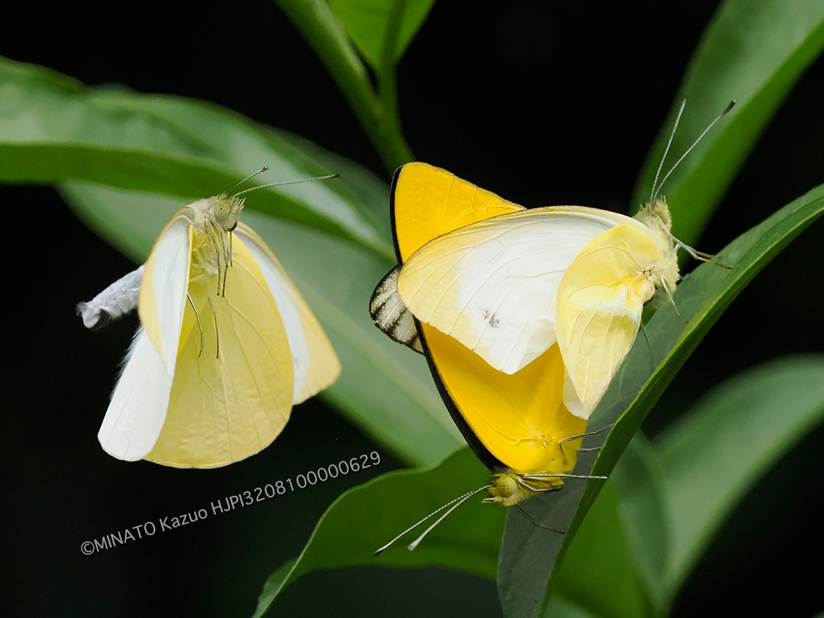 ナミエシロチョウ