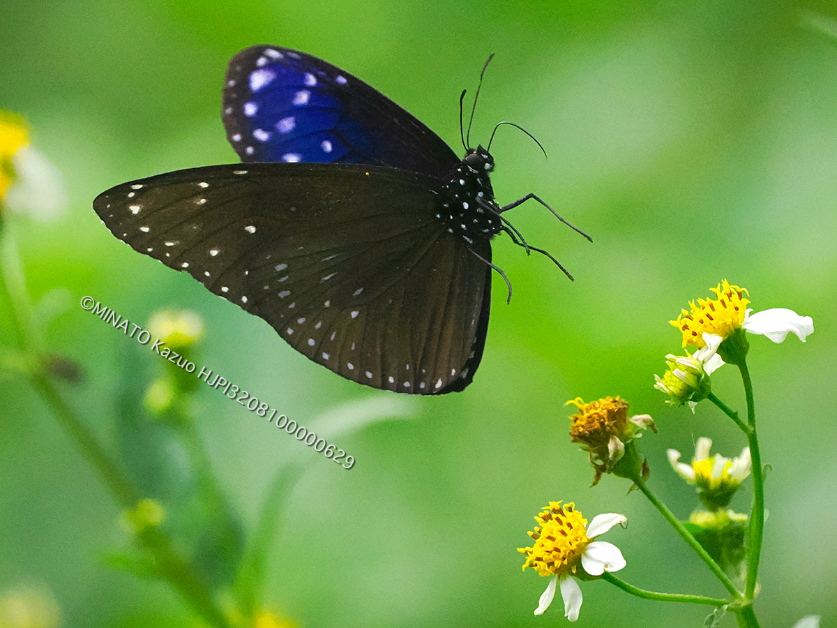 ツマムラサキマダラ雄