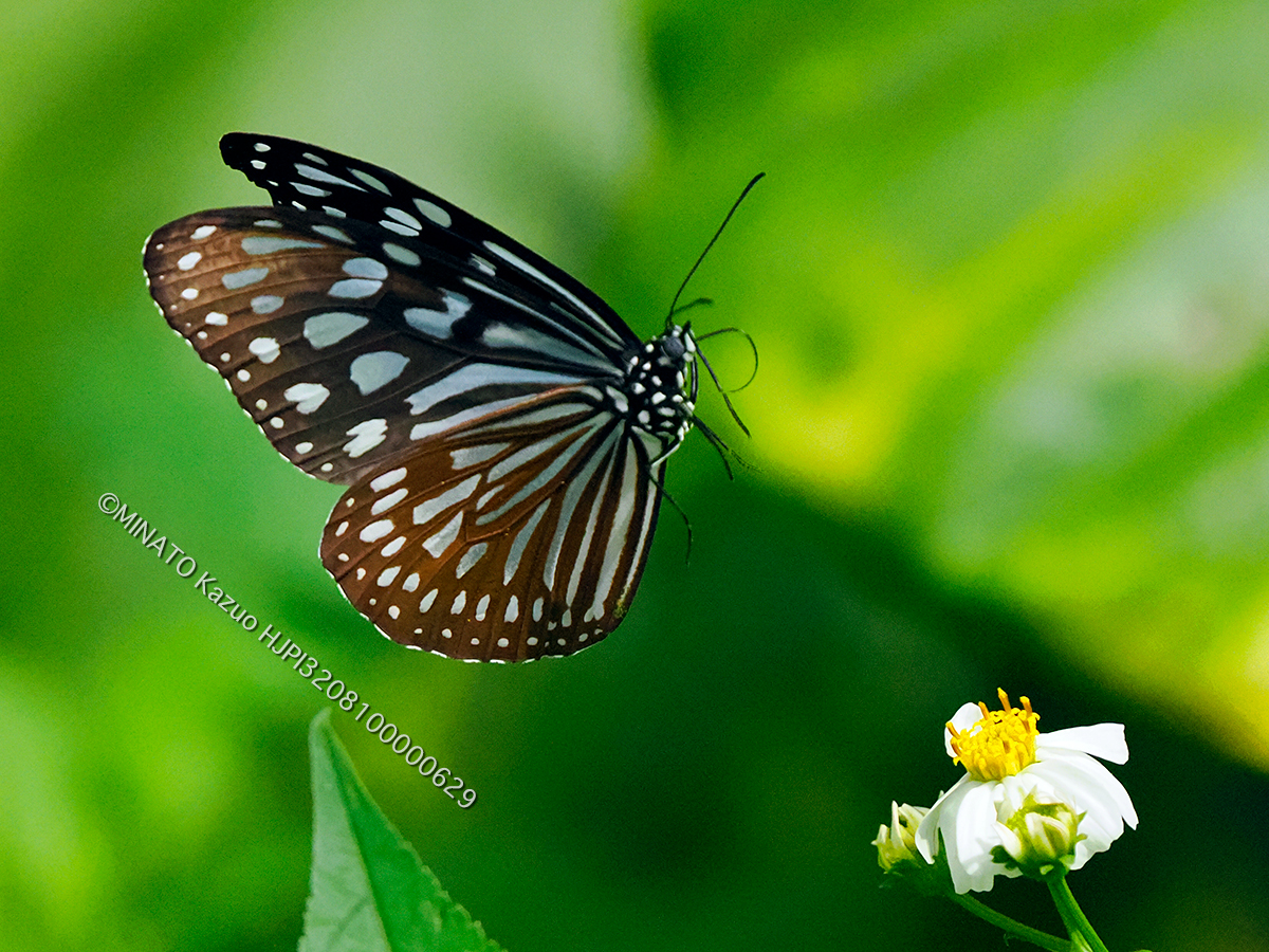 リュウキュウアサギマダラ