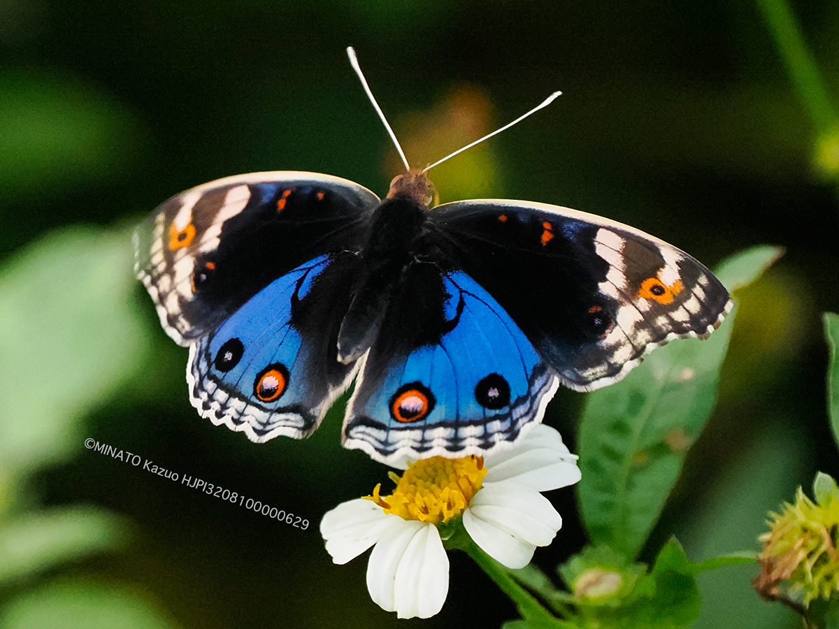 アオタテハモドキ雄