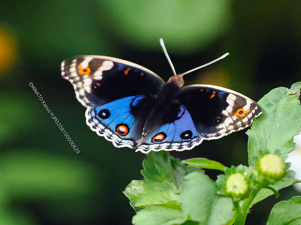 アオタテハモドキ雄