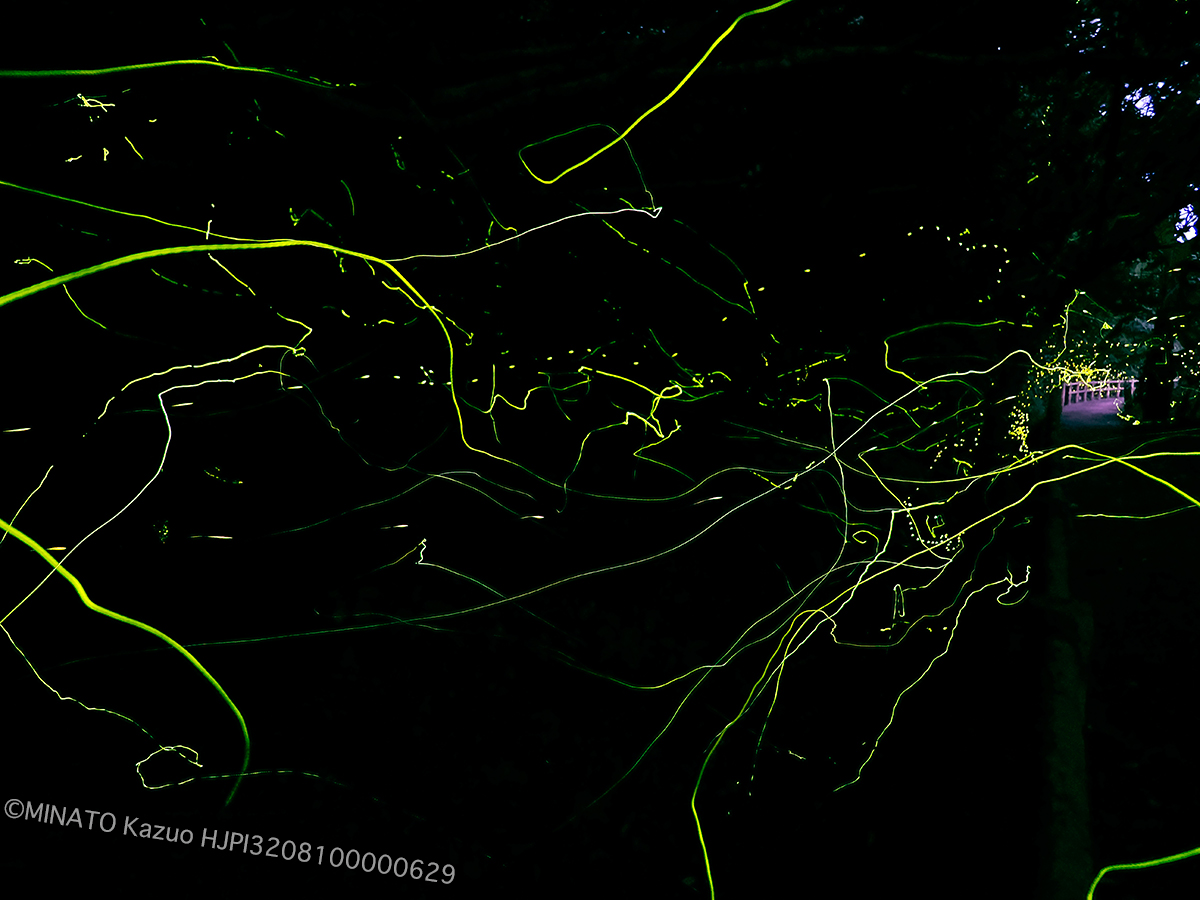 ホタル2種飛翔（8分露光）