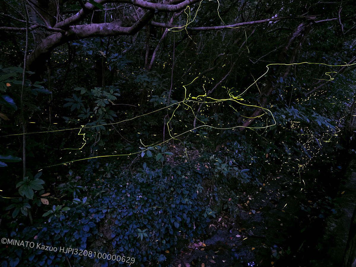 ホタル2種飛翔（4分露光）