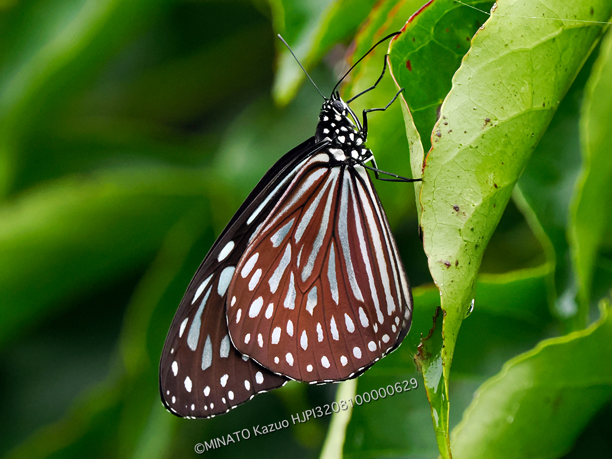 リュウキュウアサギマダラ