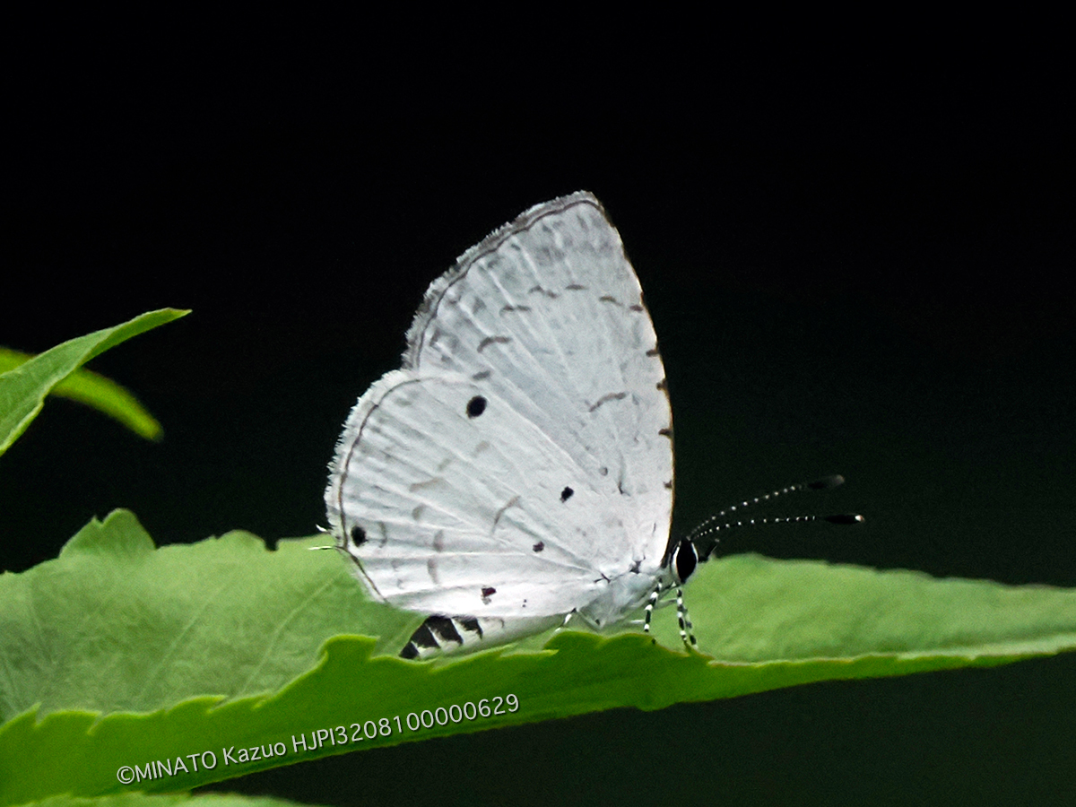 タイワンクロボシシジミ