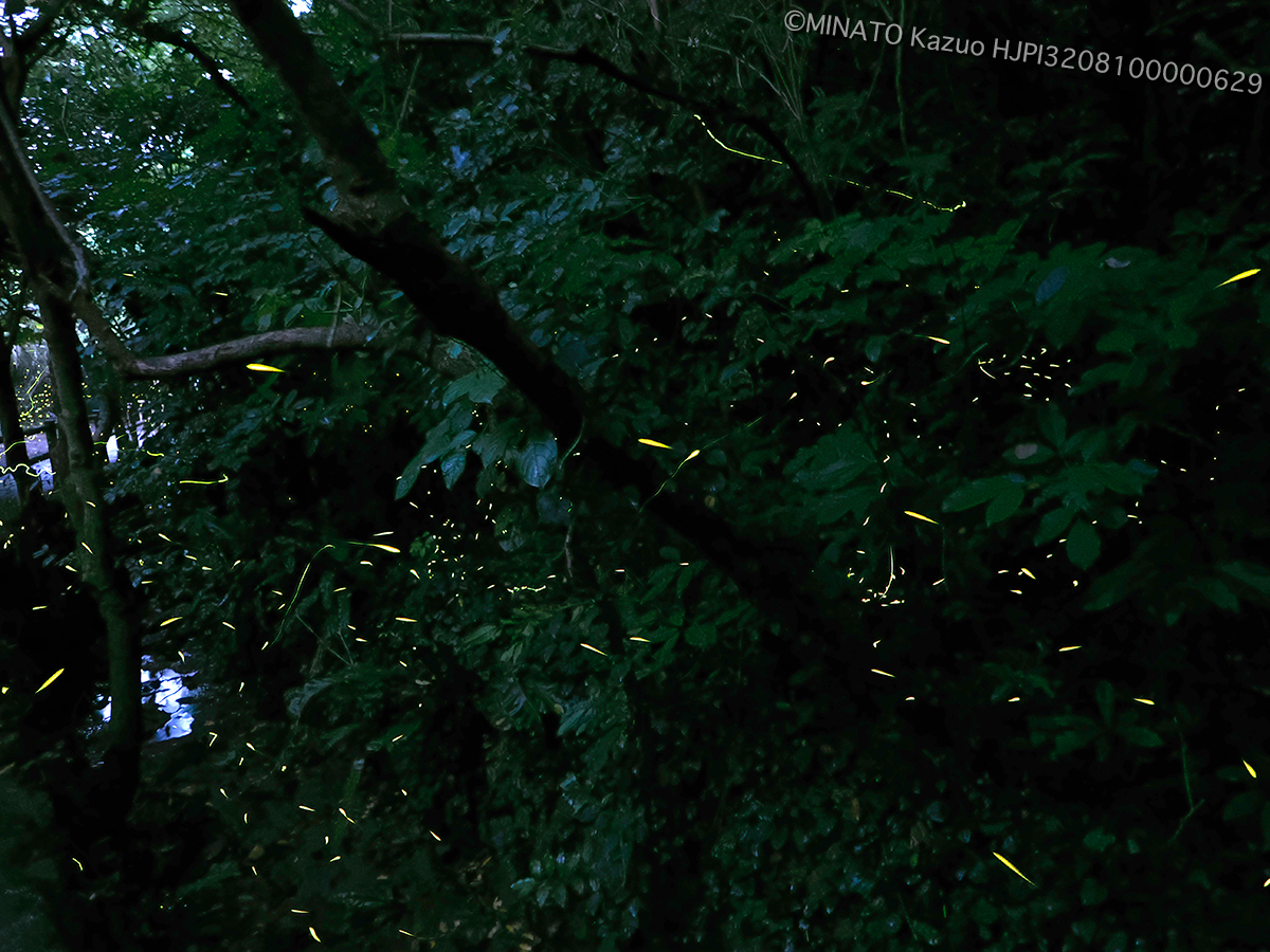 ホタル2種