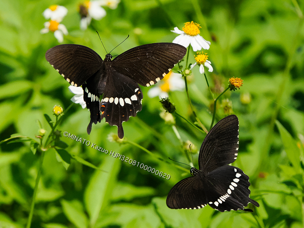 シロオビアゲハ