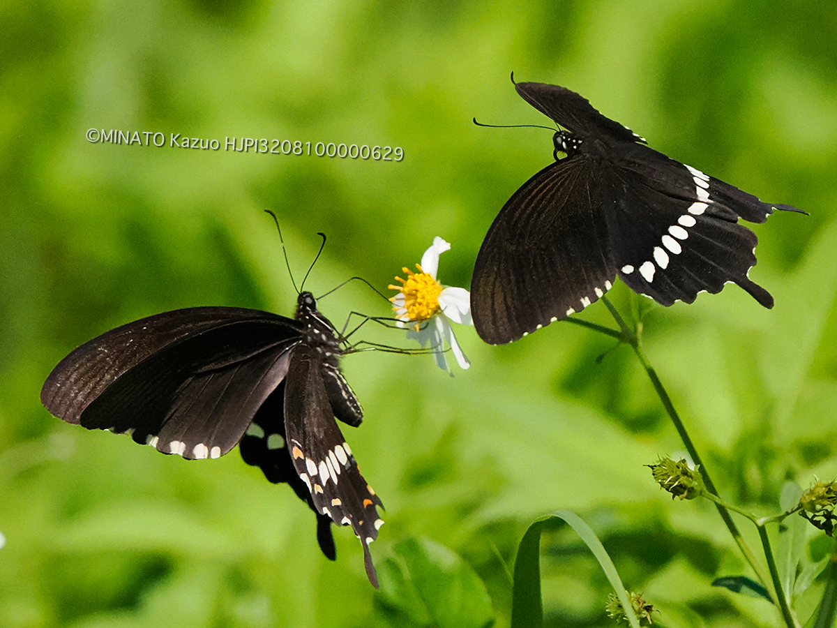シロオビアゲハ