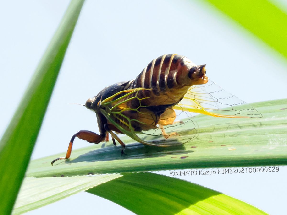 イワサキクサゼミ