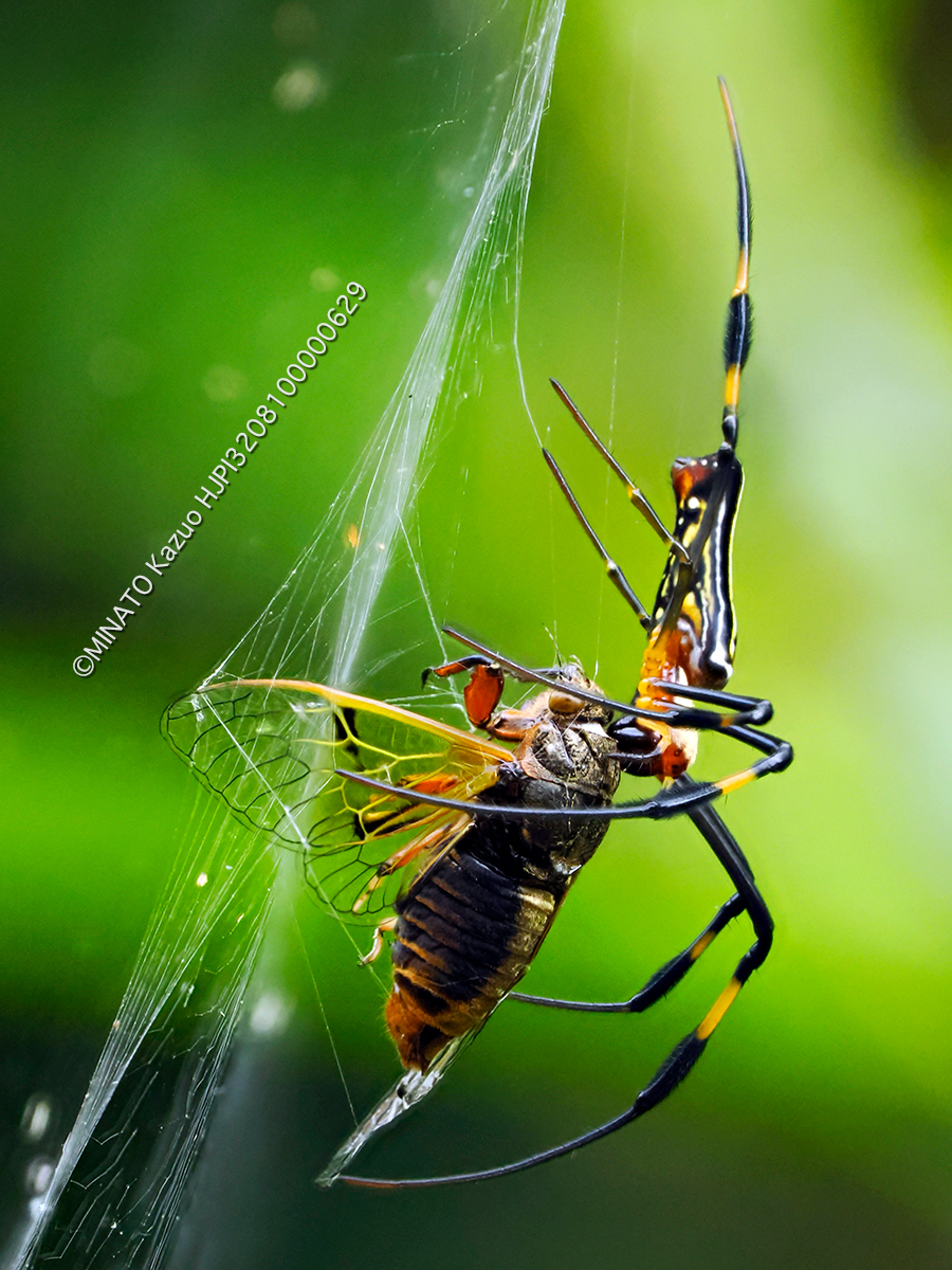 オオジョロウグモ＞イワサキクサゼミ