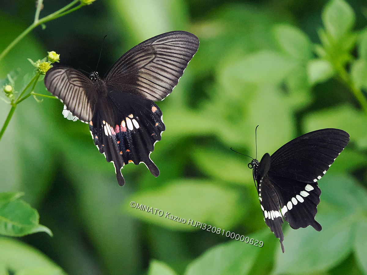 シロオビアゲハ