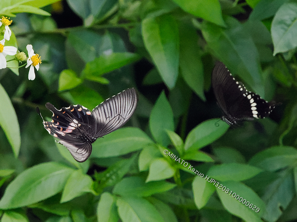 シロオビアゲハ