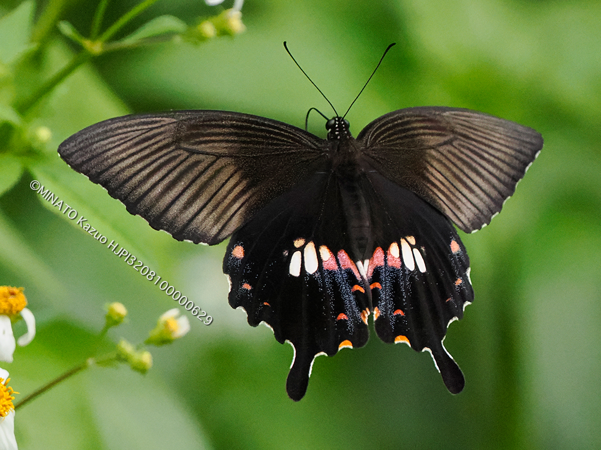 シロオビアゲハ擬態型