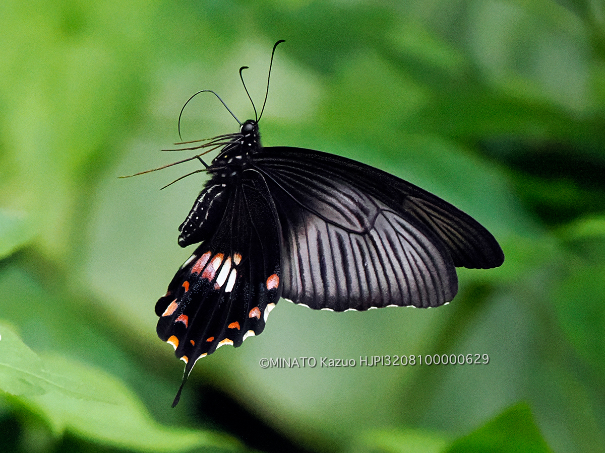 シロオビアゲハ擬態型