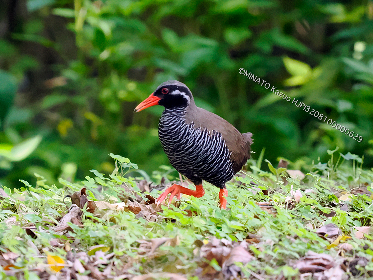 ヤンバルクイナ