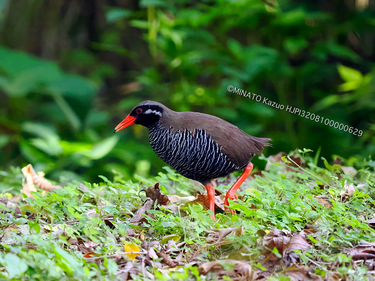 ヤンバルクイナ