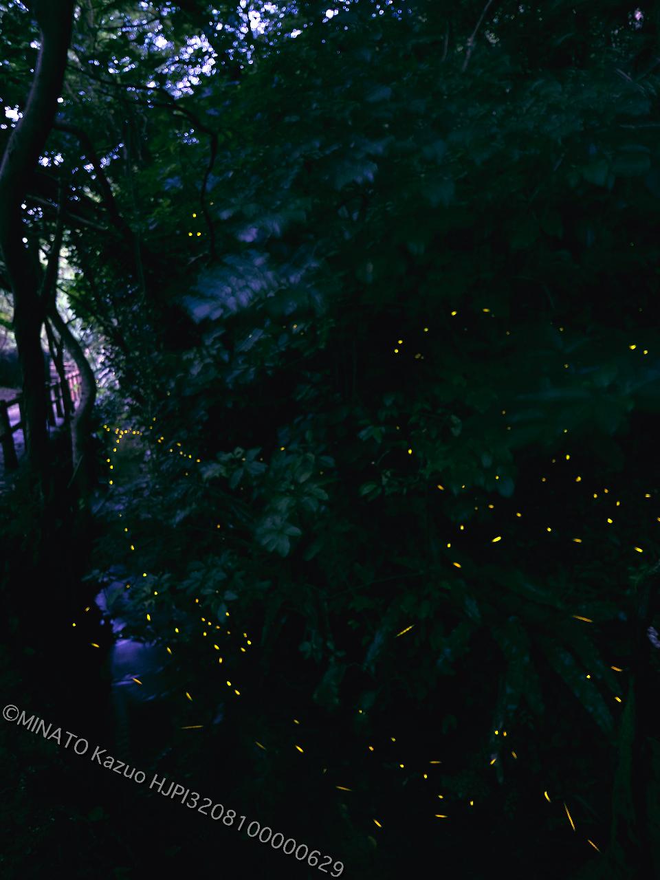 クロイワボタル