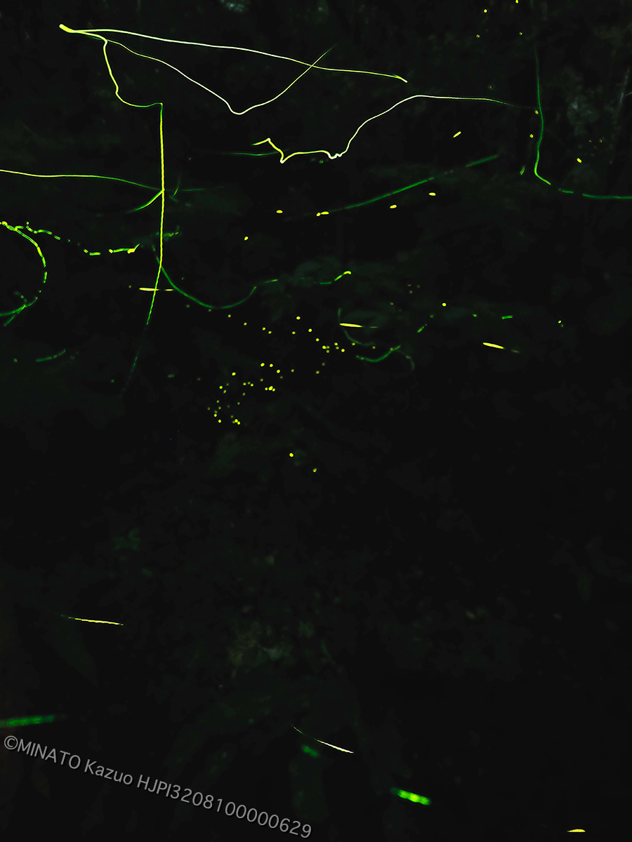 クロイワボタルとオキナワスジボタル