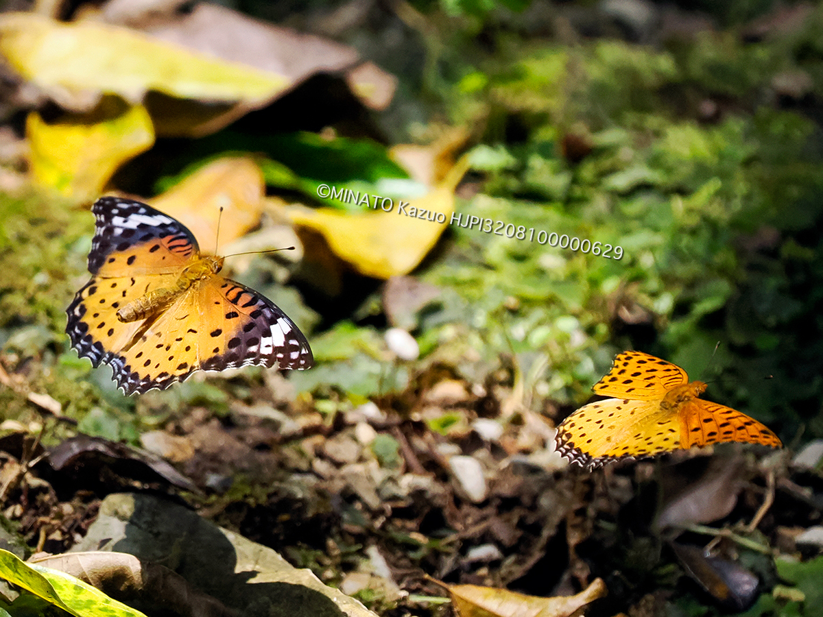 ツマグロヒョウモン求愛