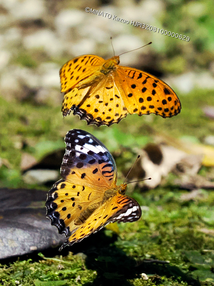ツマグロヒョウモン求愛