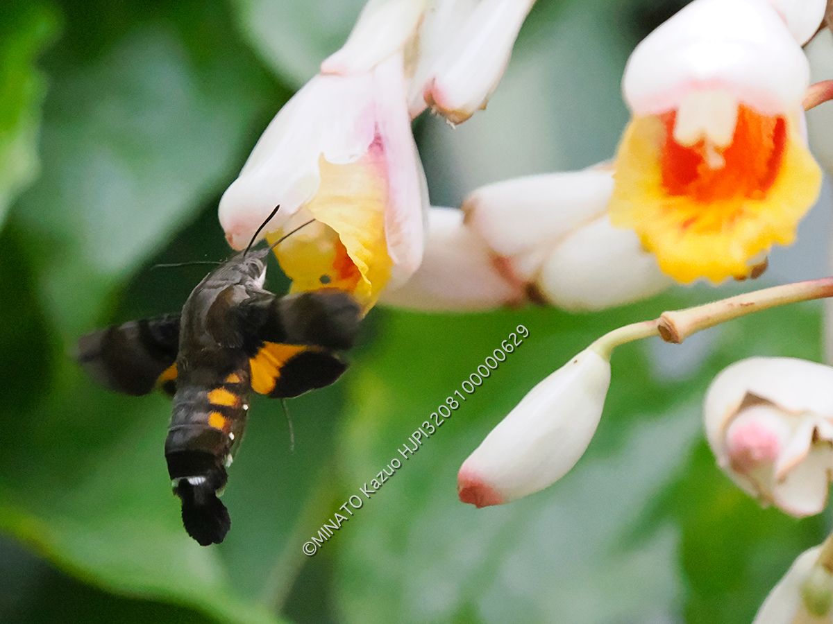 オキナワクロホウジャク