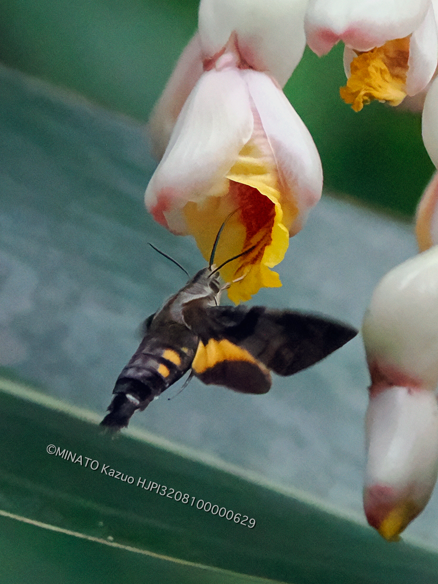 オキナワクロホウジャク