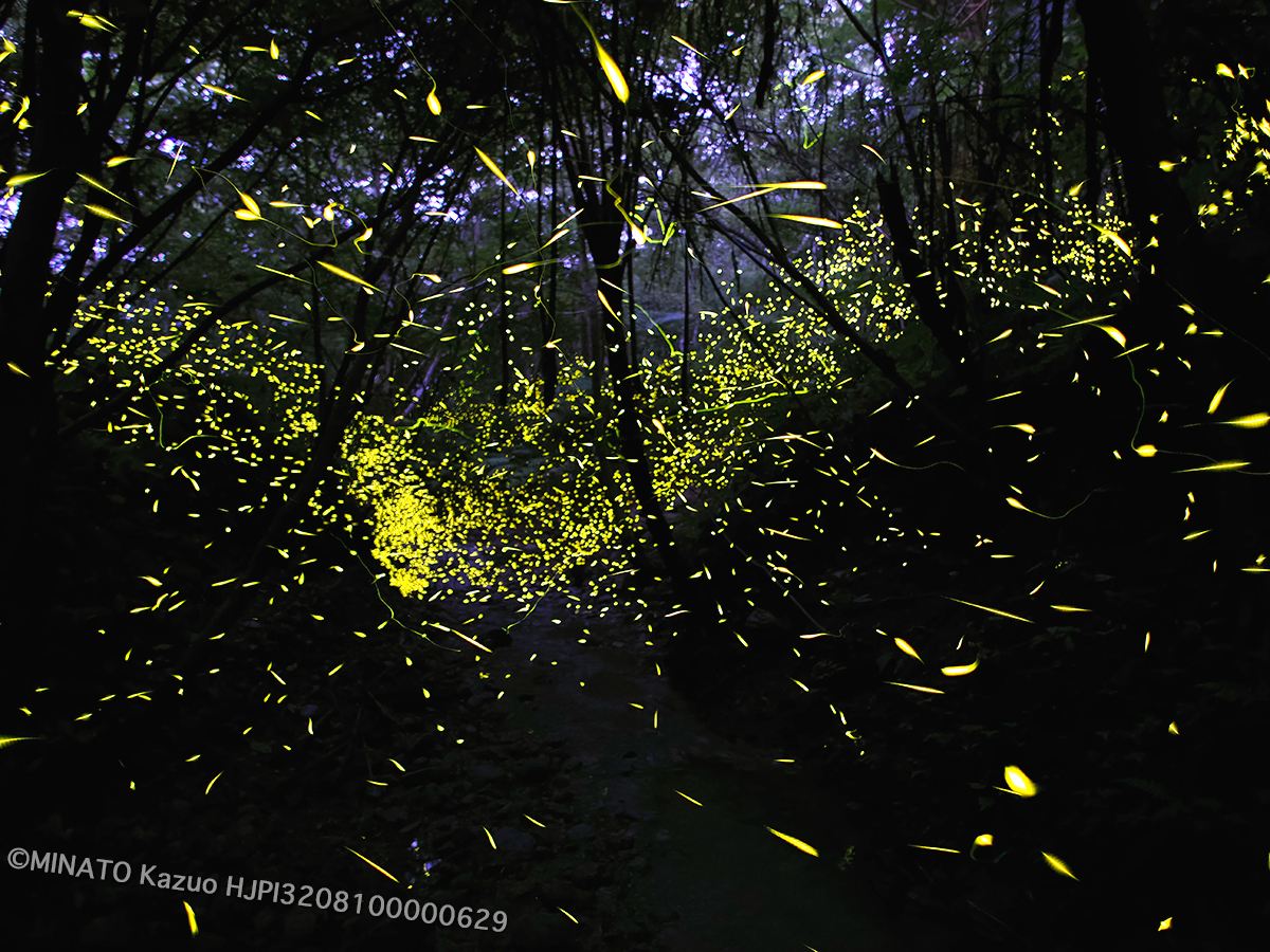 クロイワボタル