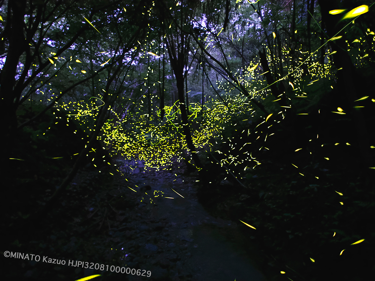 クロイワボタル