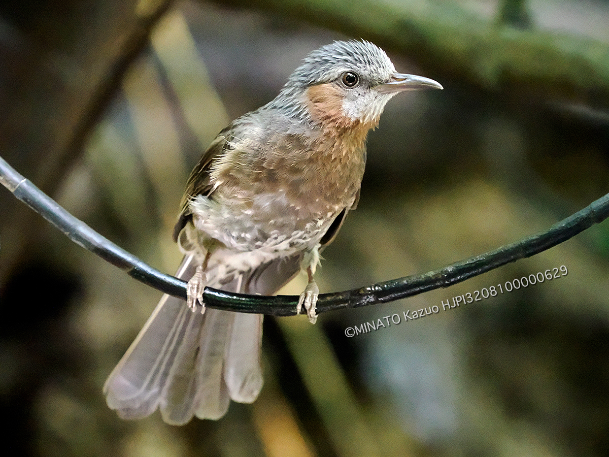リュウキュウヒヨドリ