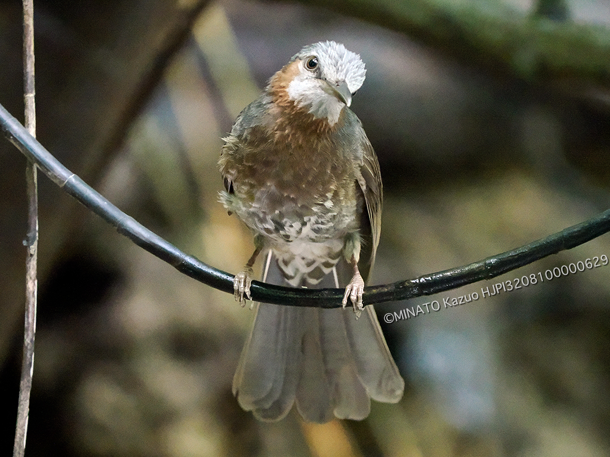 リュウキュウヒヨドリ