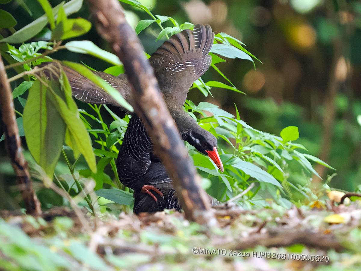 ヤンバルクイナ交尾