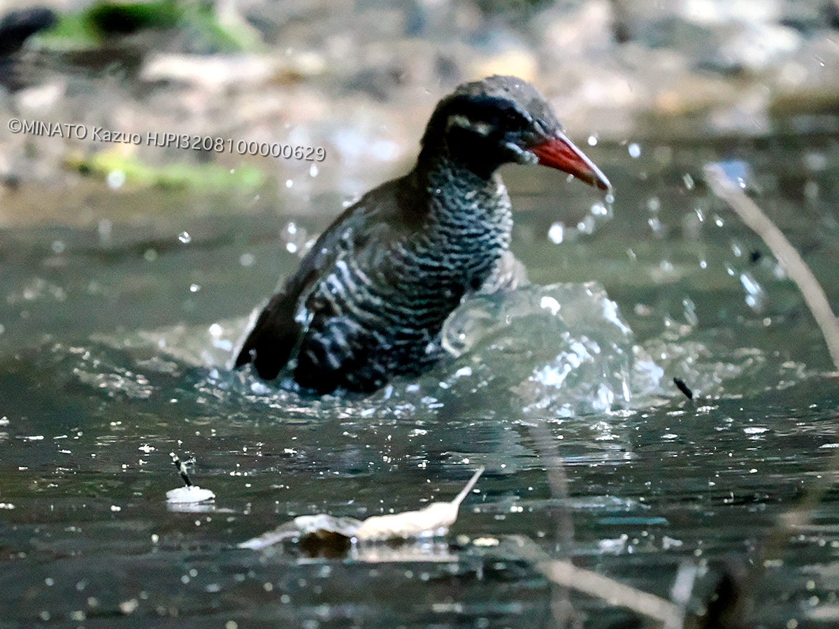 ヤンバルクイナ若鳥