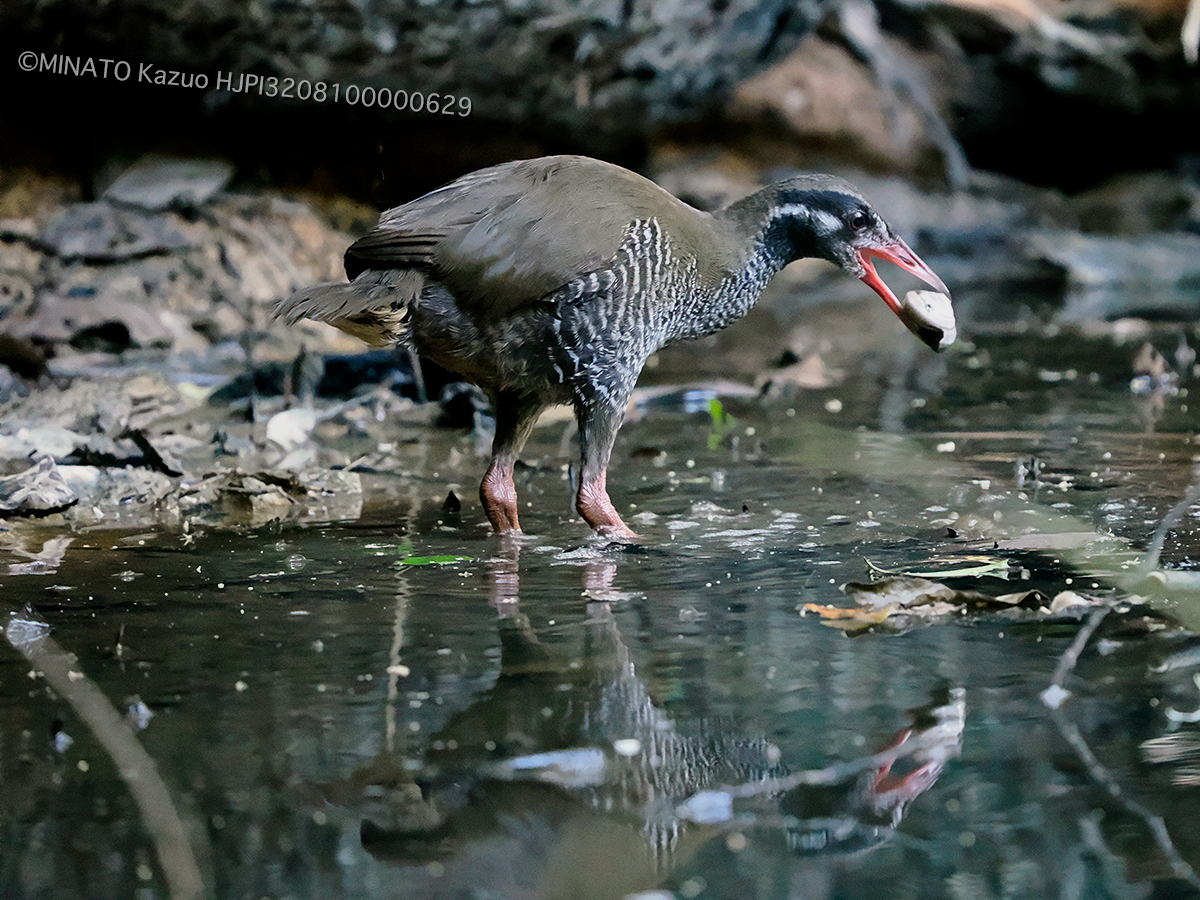 ヤンバルクイナ若鳥