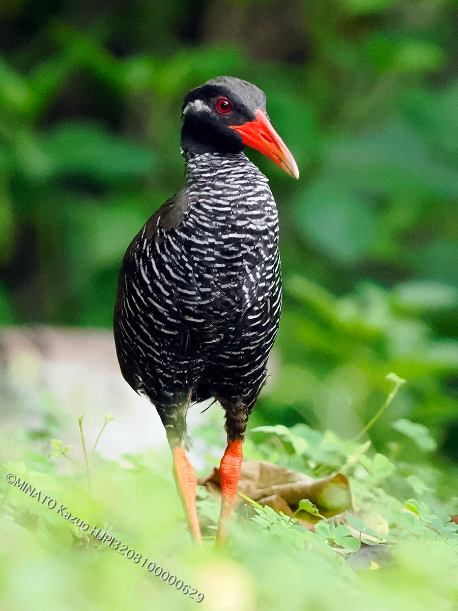ヤンバルクイナ