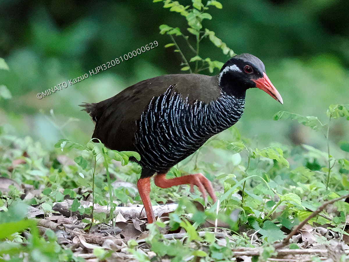 ヤンバルクイナ