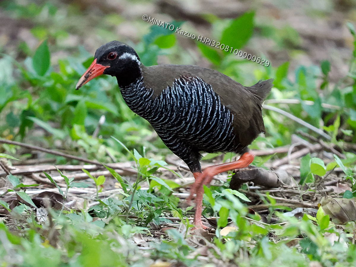 ヤンバルクイナ