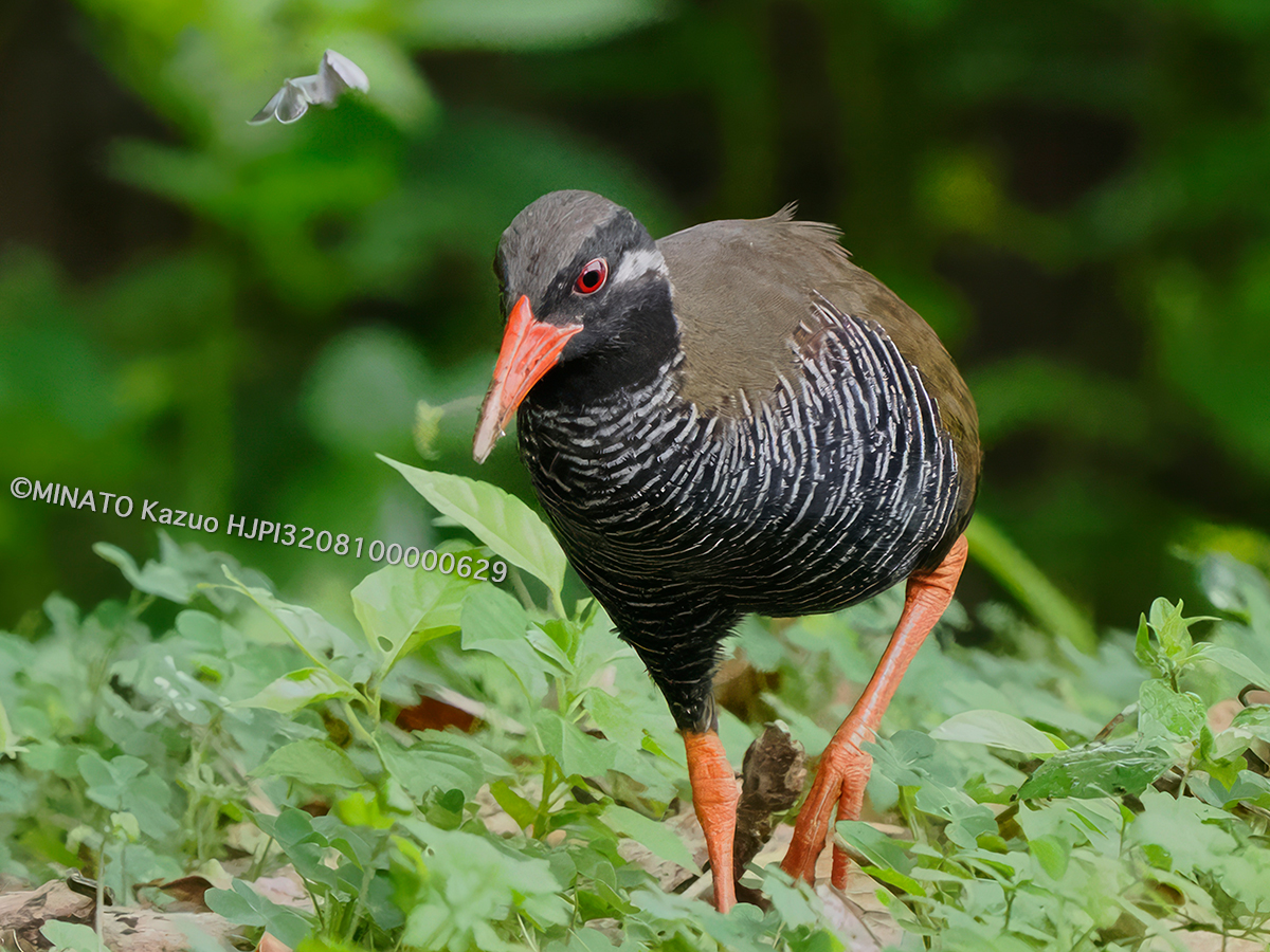 クロマダラソテツシジミ