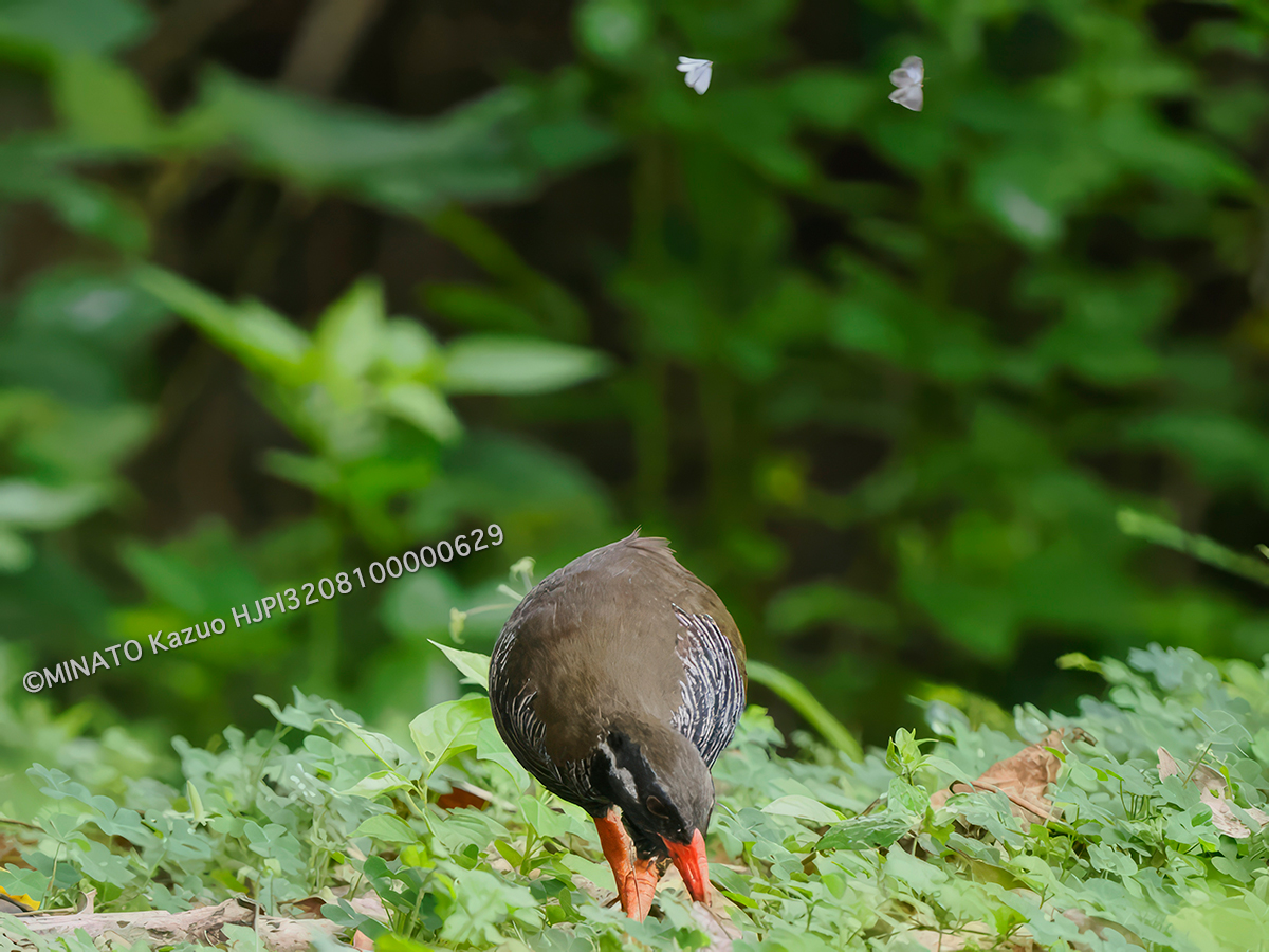 クロマダラソテツシジミ