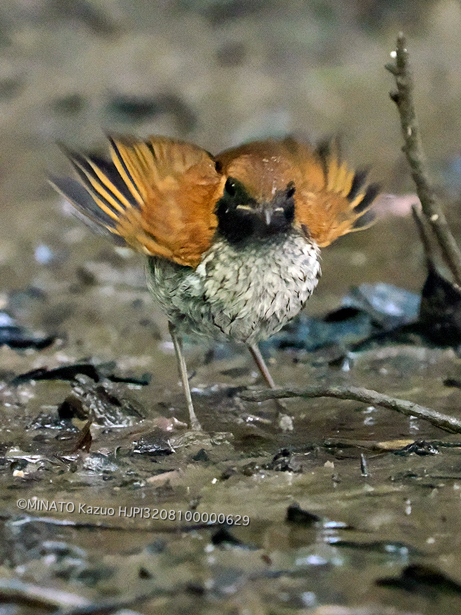 ホントウアカヒゲ雄若鳥