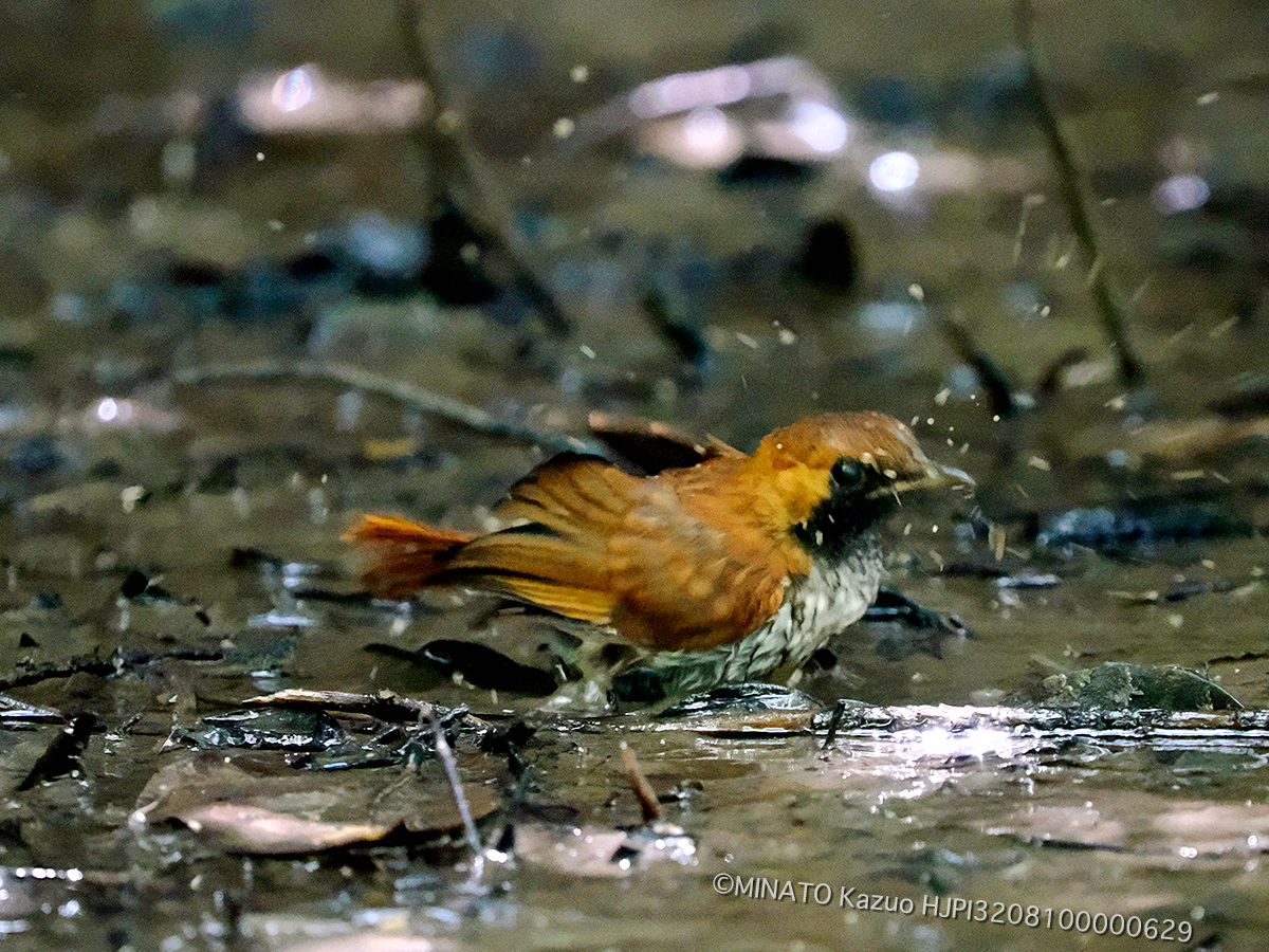 ホントウアカヒゲ雄若鳥