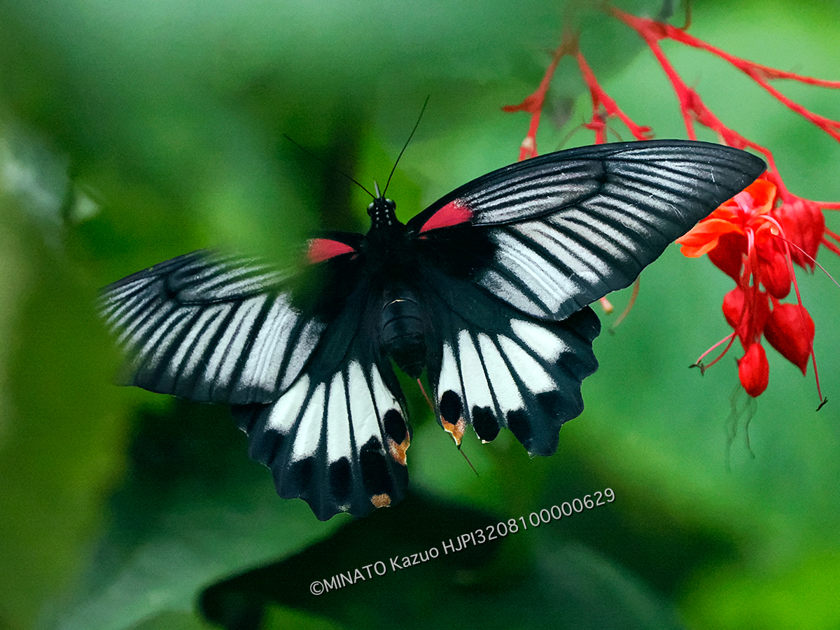 ナガサキアゲハ雌