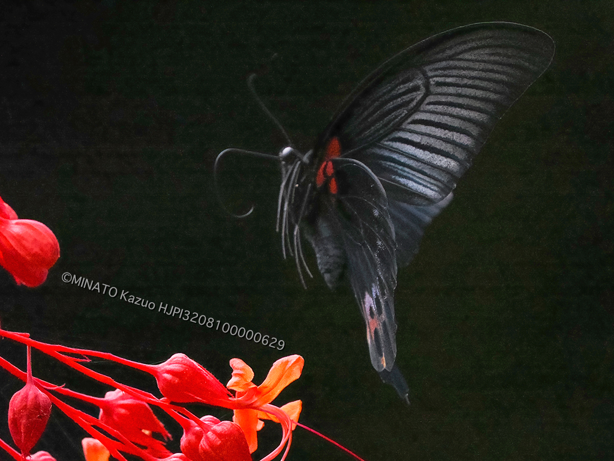 ナガサキアゲハ雄