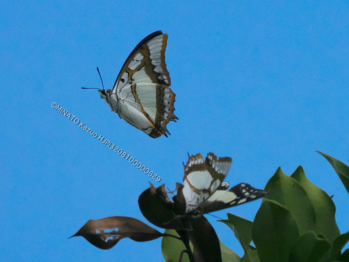 フタオチョウ飛翔