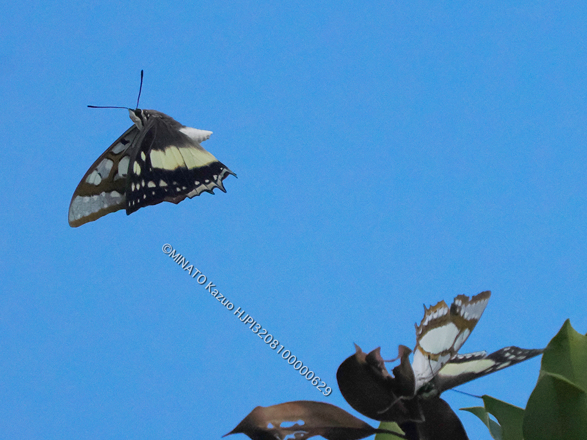 フタオチョウ飛翔